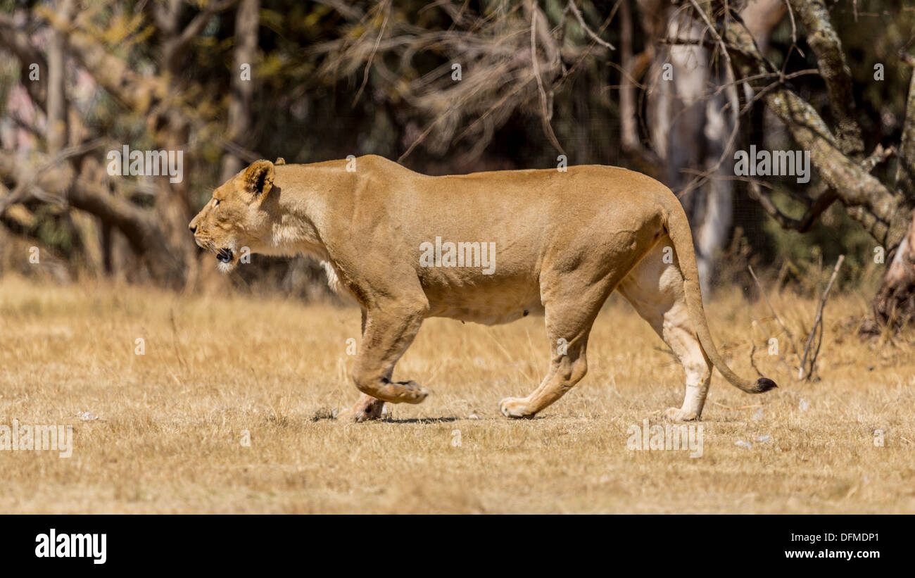 Une lionne d'une promenade dans la savane sèche des terres d'un parc national en Afrique du Sud Banque D'Images