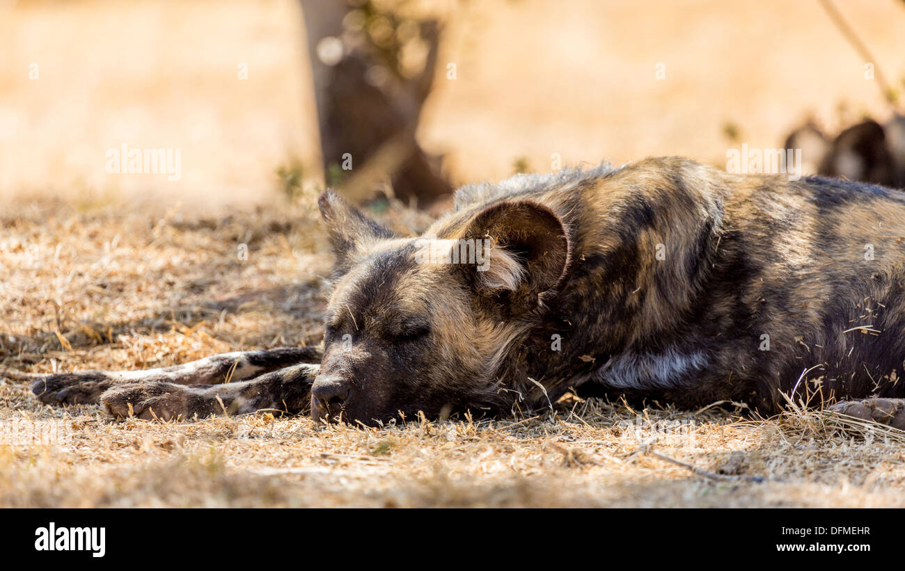 Chien sauvage d'Afrique, également connu sous le nom de chien de chasse et le cap de l'Afrique loup peint Banque D'Images