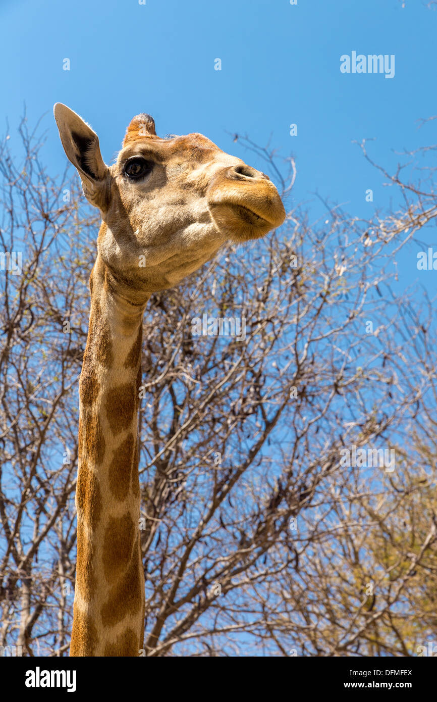 Gros plan d'un coup de jeune avec un long cou de girafe Banque D'Images
