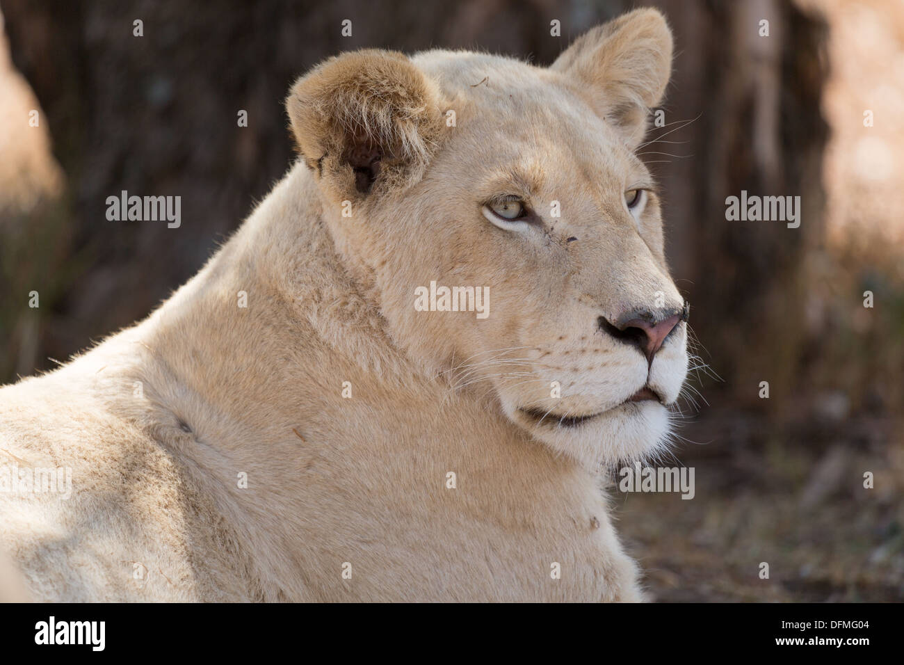 Gros plan d'un coup d'un jeune lion blanc indigène de l'Afrique du Sud Banque D'Images