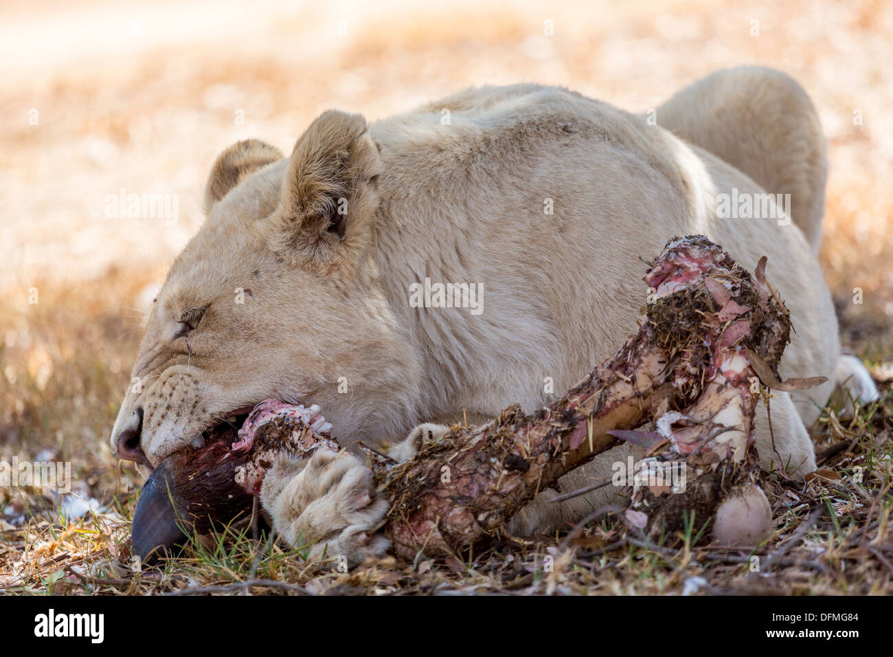 Un beau blanc lionne manger le reste de sa mort Banque D'Images