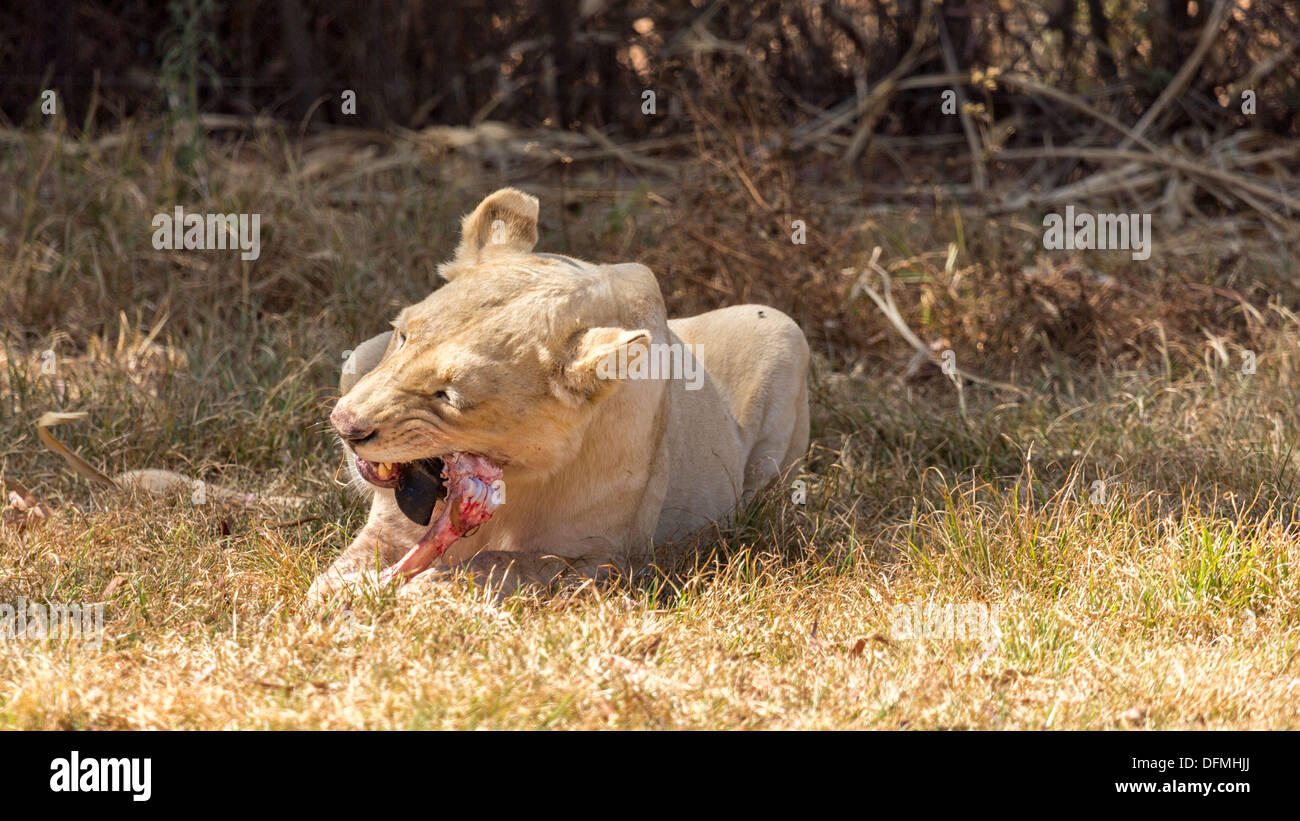 Un beau blanc lionne manger le reste de sa mort Banque D'Images