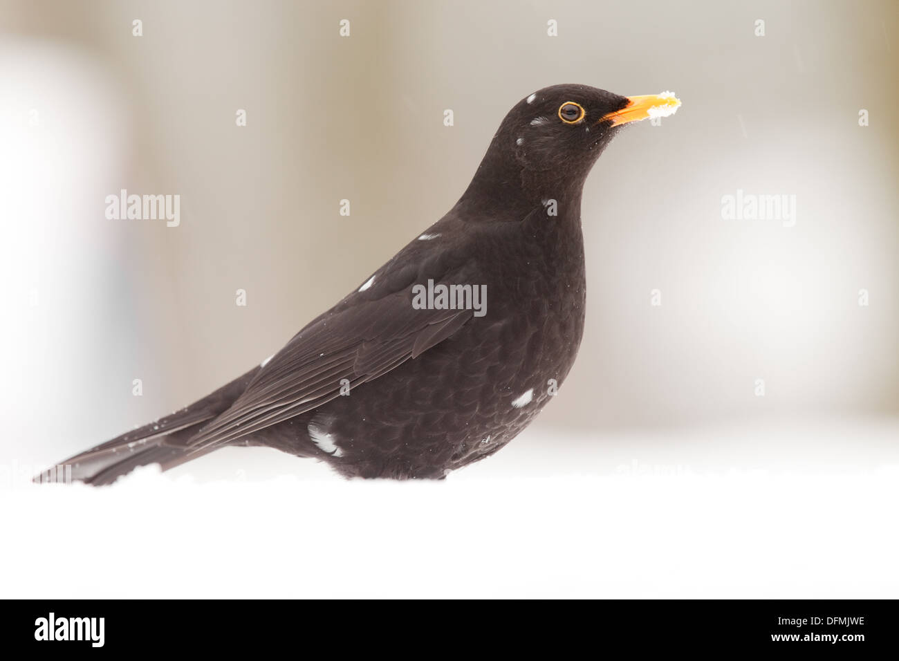 Blackbird dans la neige (Turdus merula). Banque D'Images