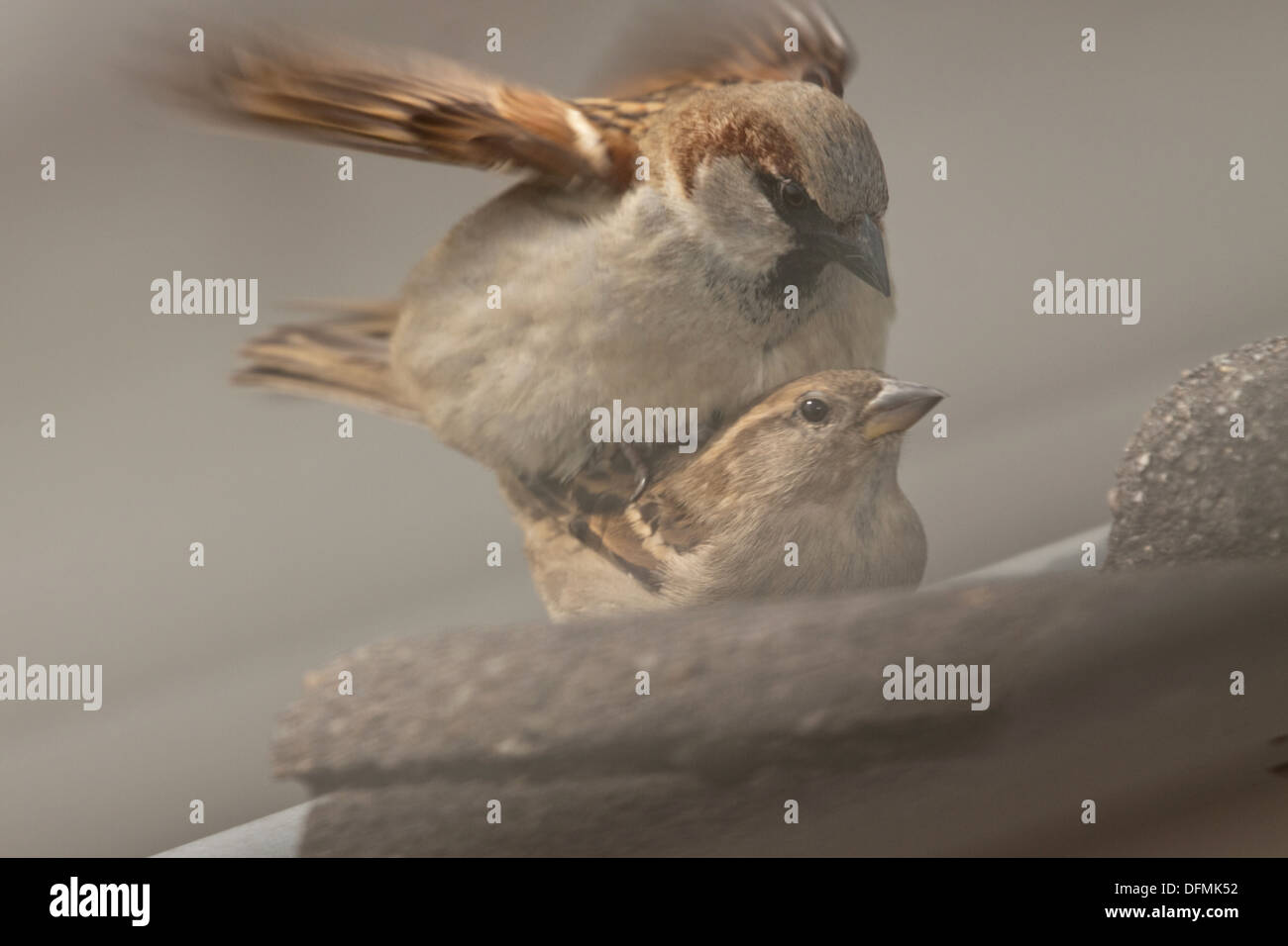 Moineau domestique (Passer domesticus) de l'accouplement. Banque D'Images