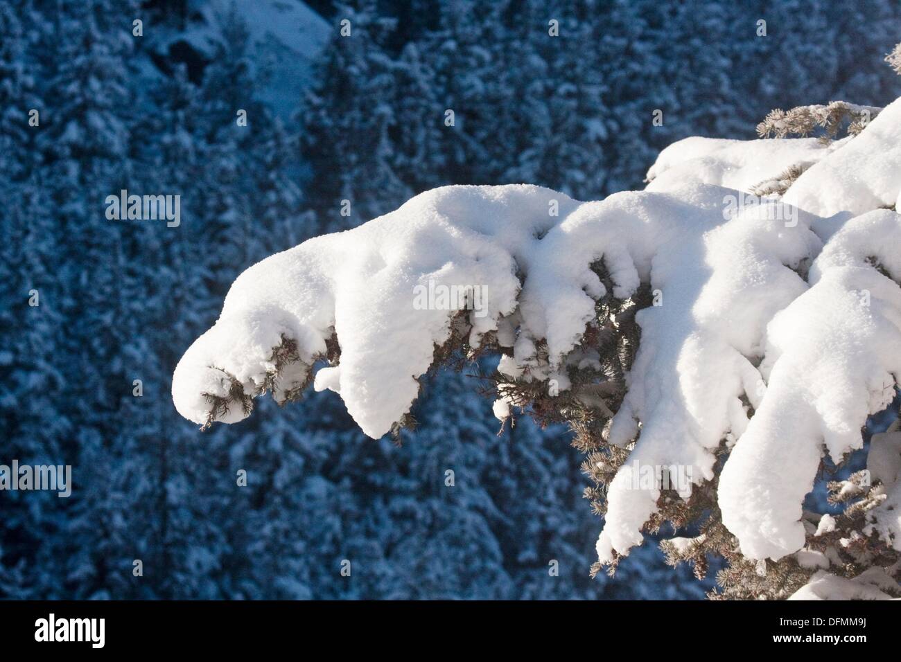 L'accumulation de neige en hiver sur evergreen tree branch in Yellowstone National Park, Wyoming, USA. Banque D'Images