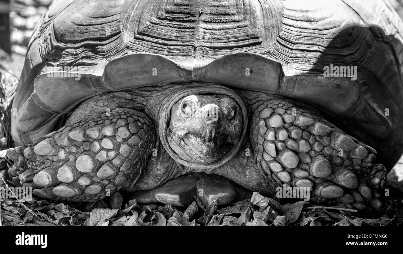 Un gros plan sur une tortue Sulcata coller la tête Banque D'Images