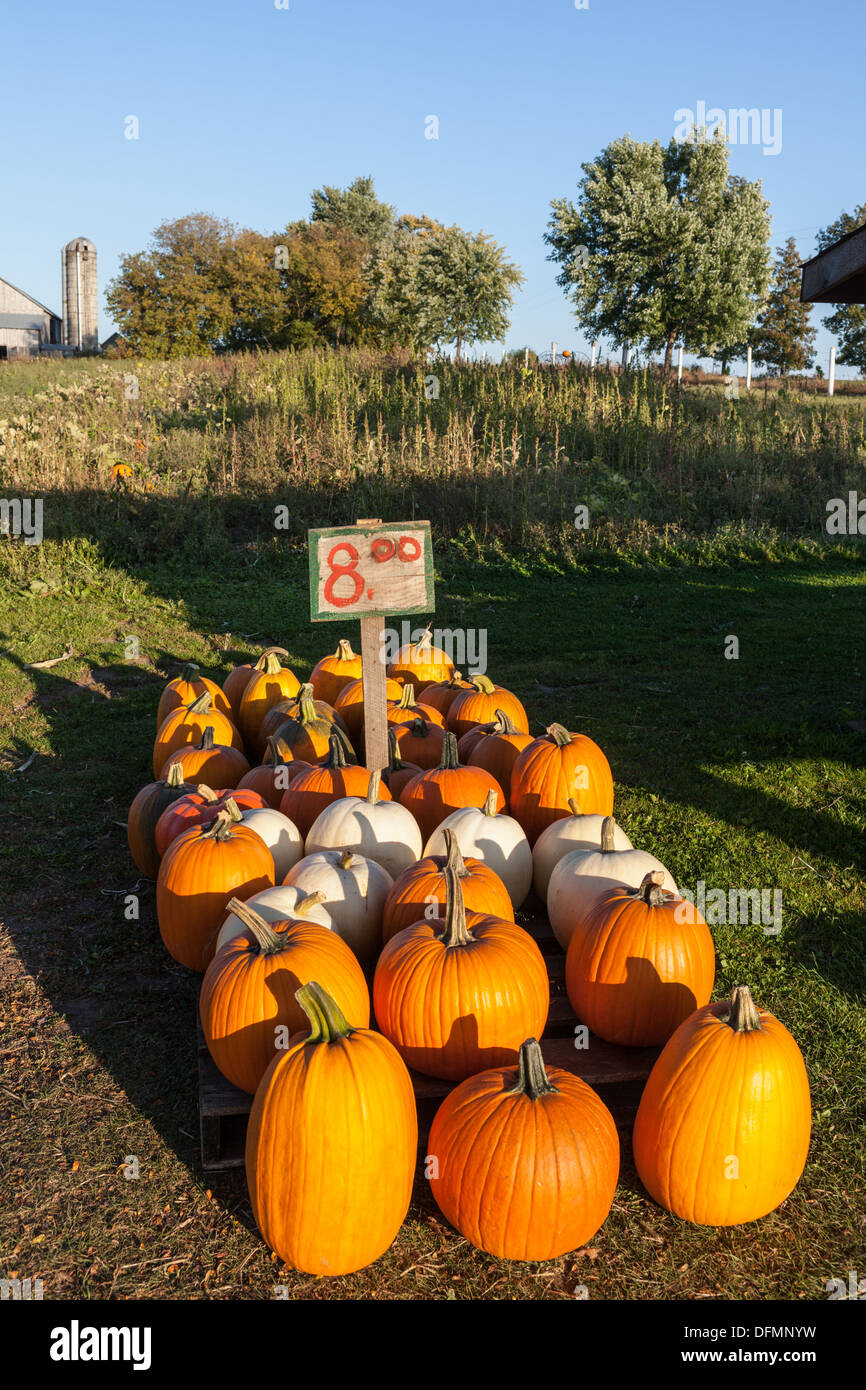 Une bonne année pour les potirons dans la vallée de la Mohawk de l'État de New York, fin septembre. Banque D'Images