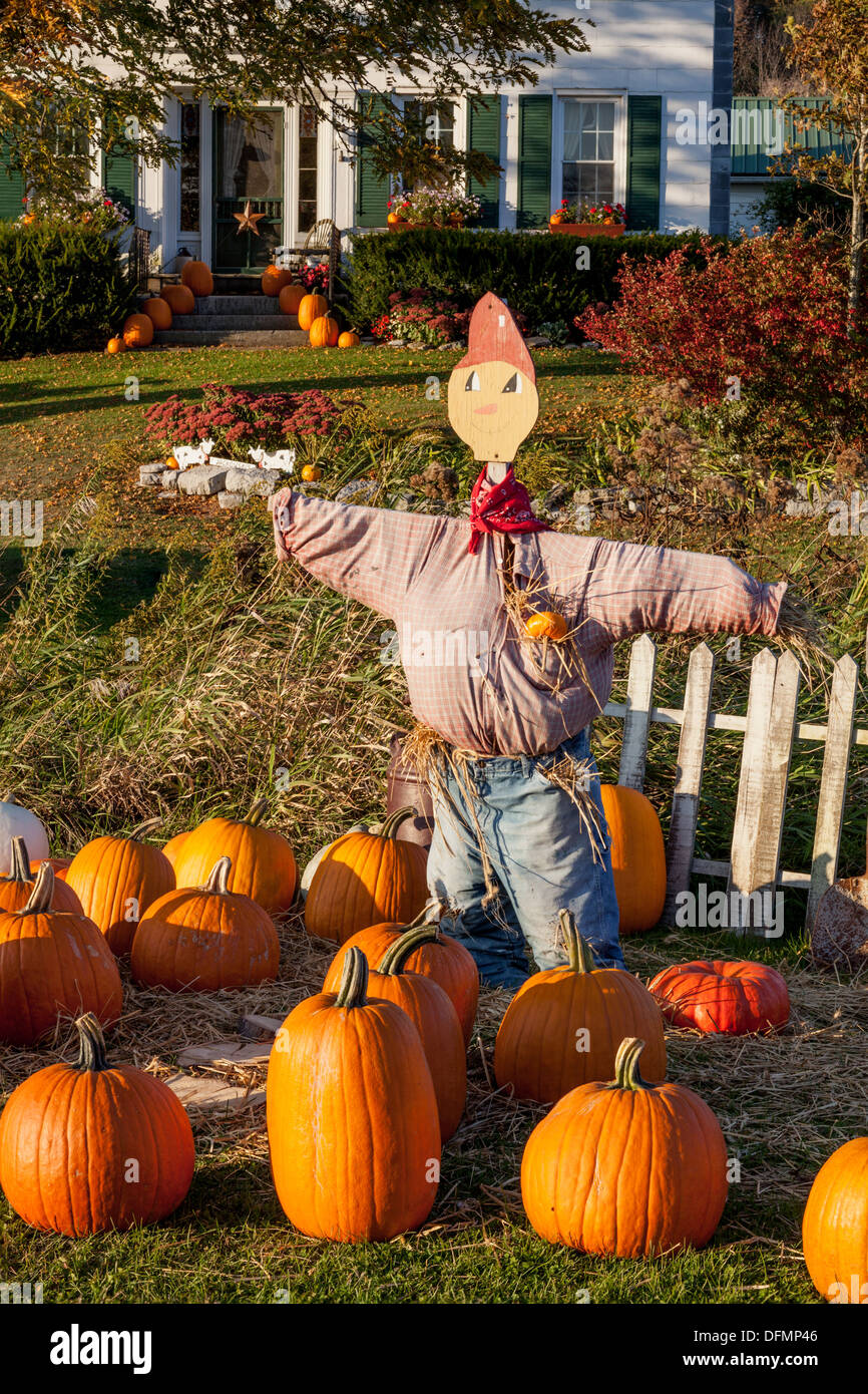 Une bonne année pour les potirons dans la vallée de la Mohawk de l'État de New York, fin septembre. Banque D'Images