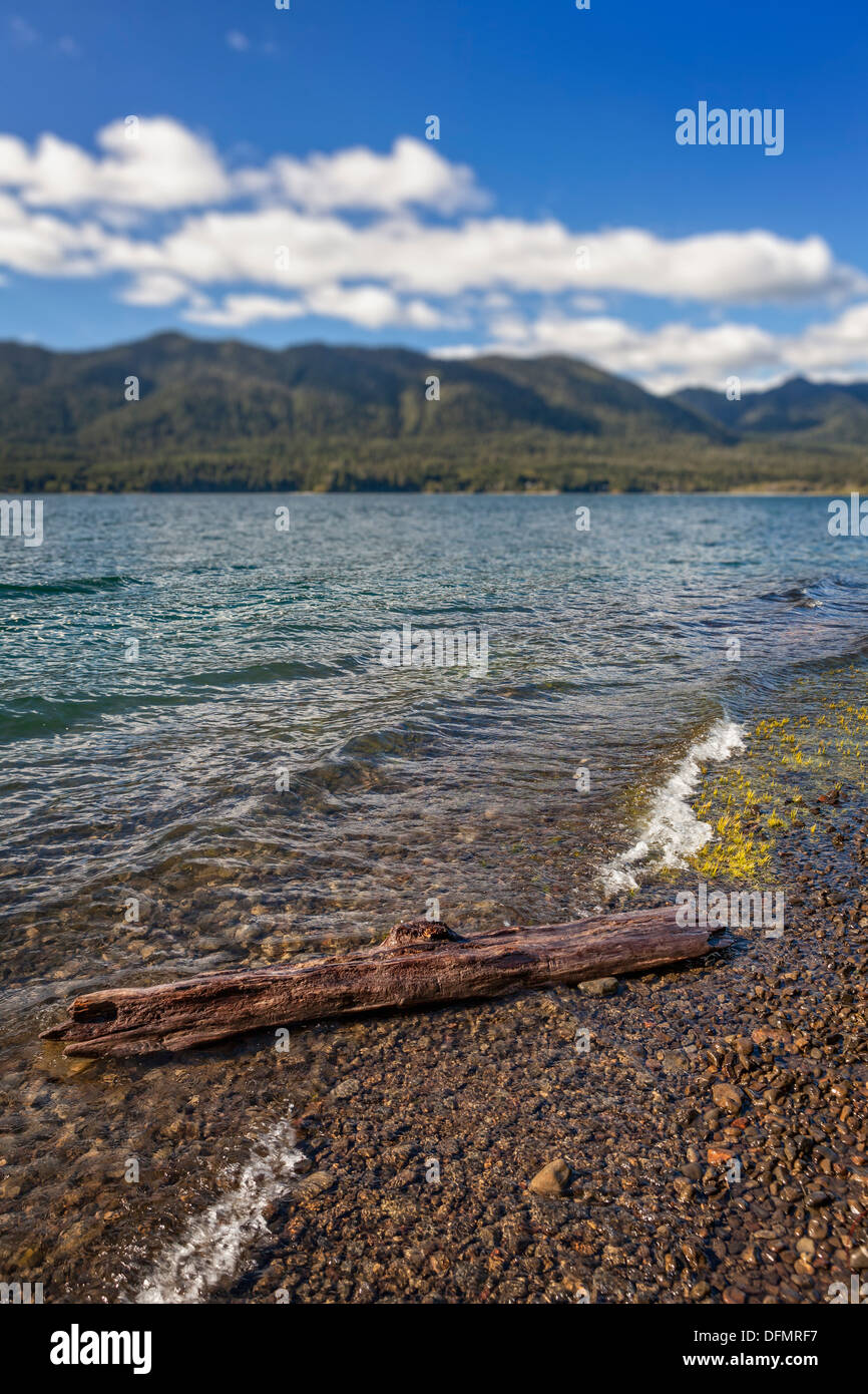 Bois flottant sur les rives du lac Quinault, Olympic National Park Banque D'Images