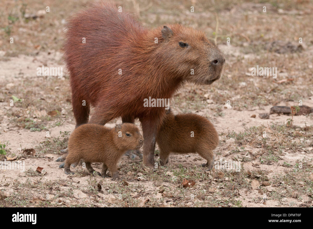 Stock photo d'un capybara avec deux jeunes adultes, Pantanal, Brésil. Banque D'Images