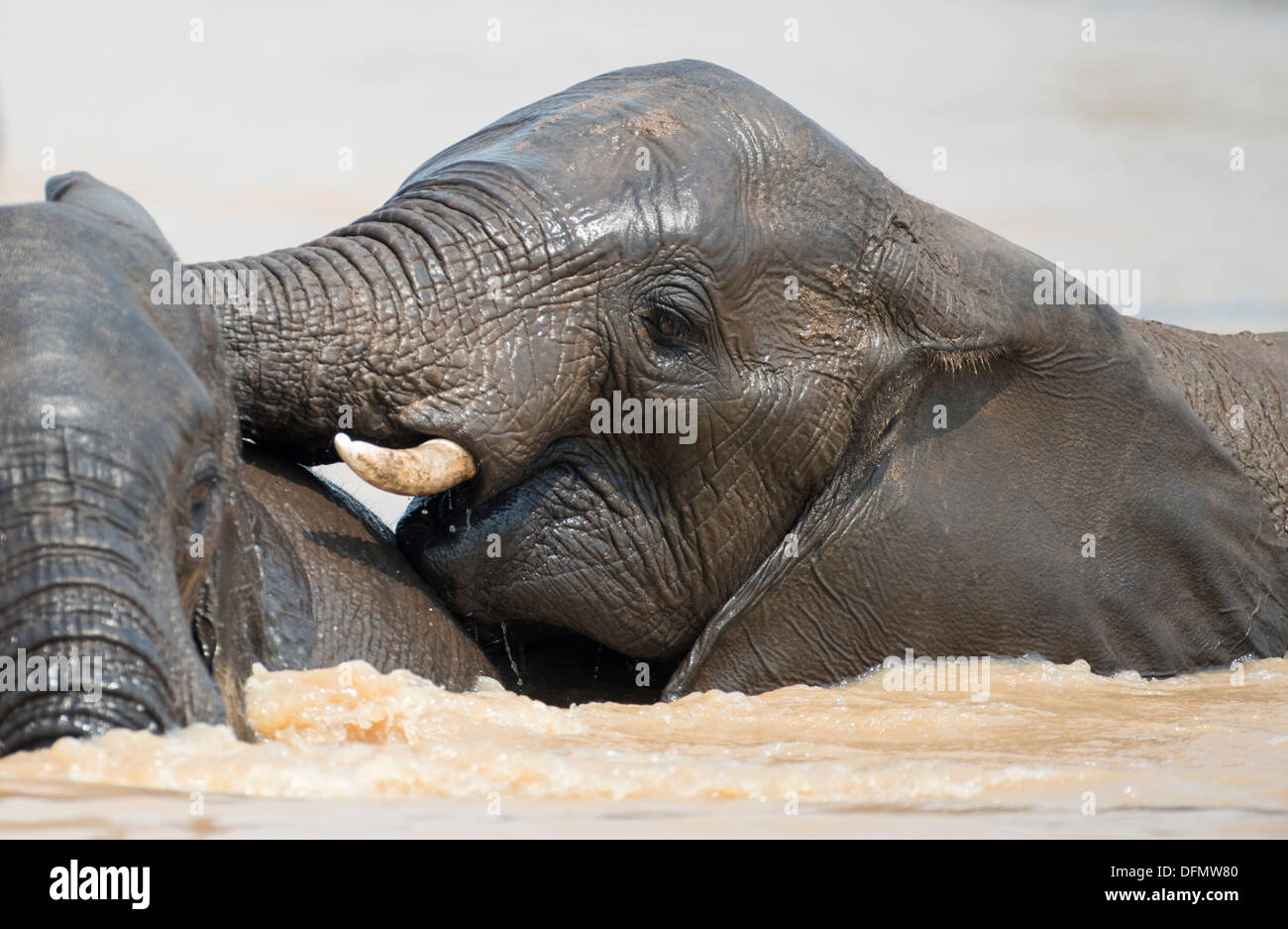 Les jeunes éléphants jouant dans un trou d'eau, Close up Banque D'Images