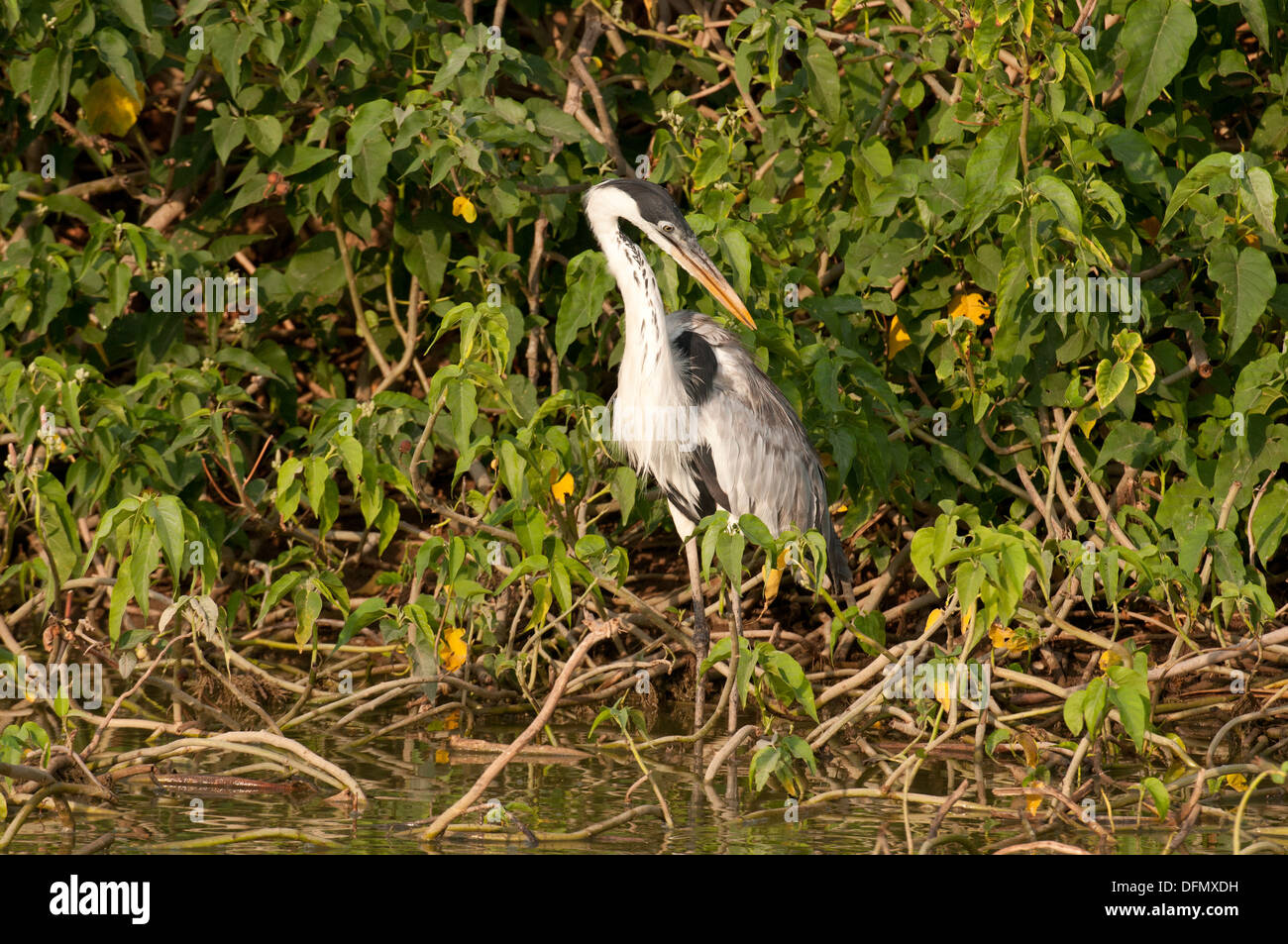 Stock photo d'un white-necked heron, Pantanal Banque D'Images