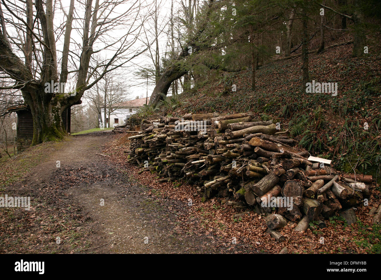 Bois de sciage de bois empilé, Parc Naturel de Pagoeta Aia, Aya, Guipuzcoa  Gipuzkoa Pays basque Euskadi, España Espagne Photo Stock - Alamy