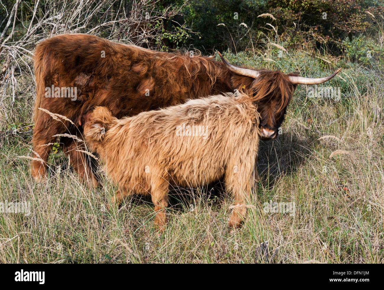 Les jeunes bœufs galloway buvant du lait aux mères mamelon Banque D'Images