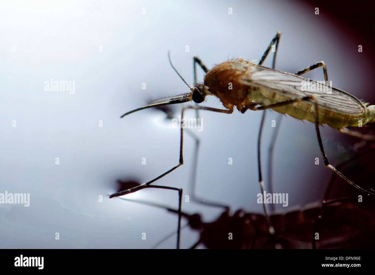De Nouveau Ne Fraichement Chrysalide Femelle Moustique Culiseta Longiareolata Flottant Dans L Eau Avant De Commencer A S Envoler Photo Stock Alamy