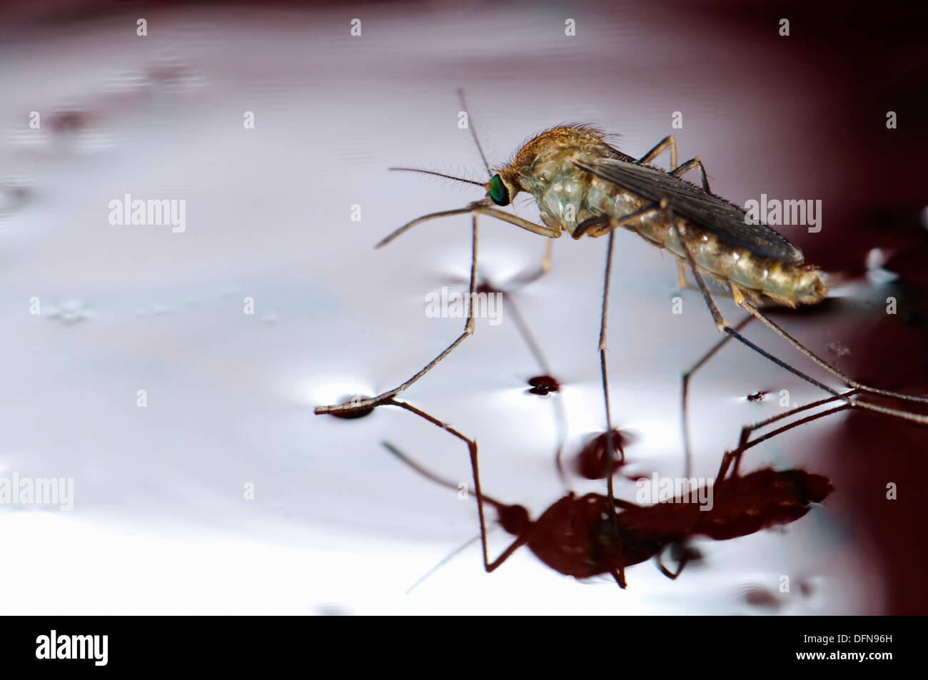 De Nouveau Ne Fraichement Chrysalide Femelle Moustique Culex Pipiens Flottant Dans L Eau Avant De Commencer A S Envoler L Abondance Des Larves Photo Stock Alamy