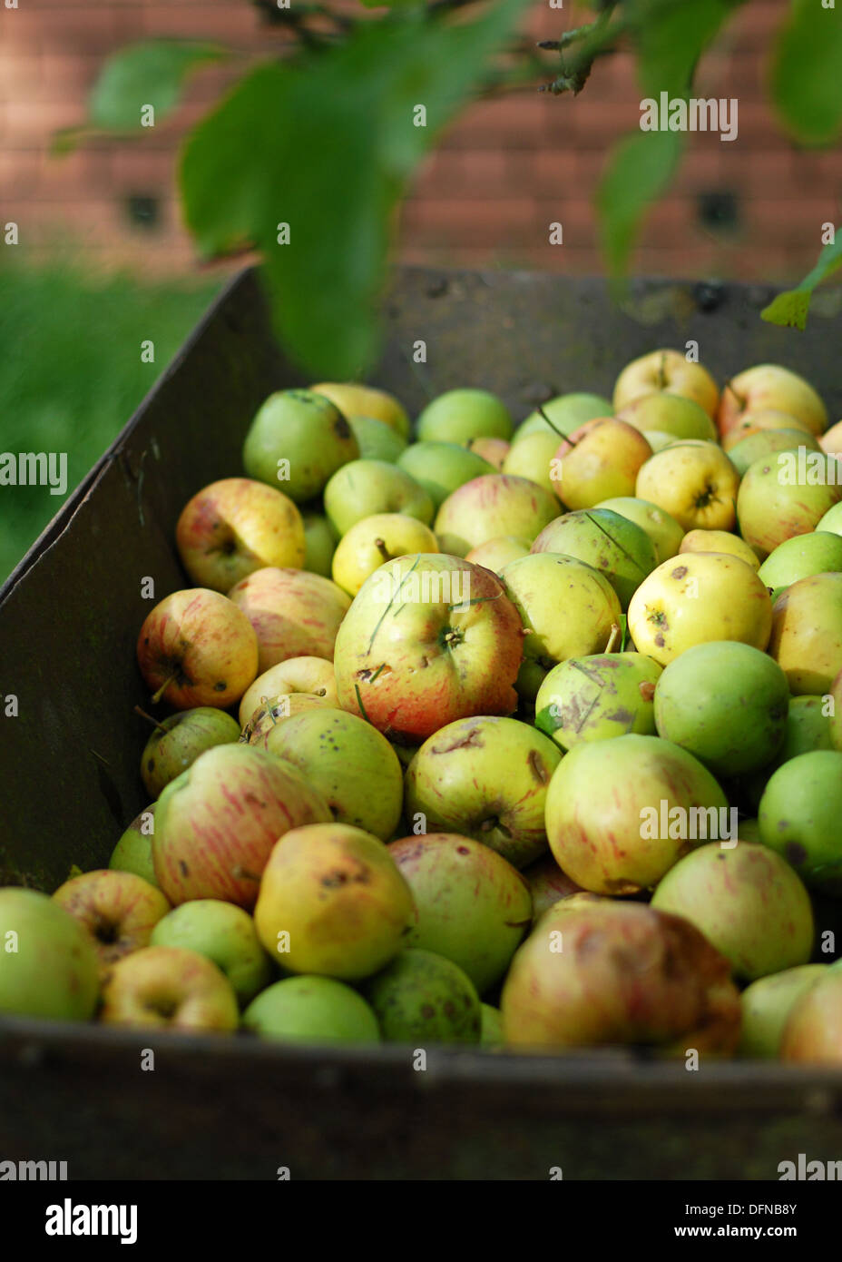 Les pommes cueillies dans une brouette en automne Banque D'Images