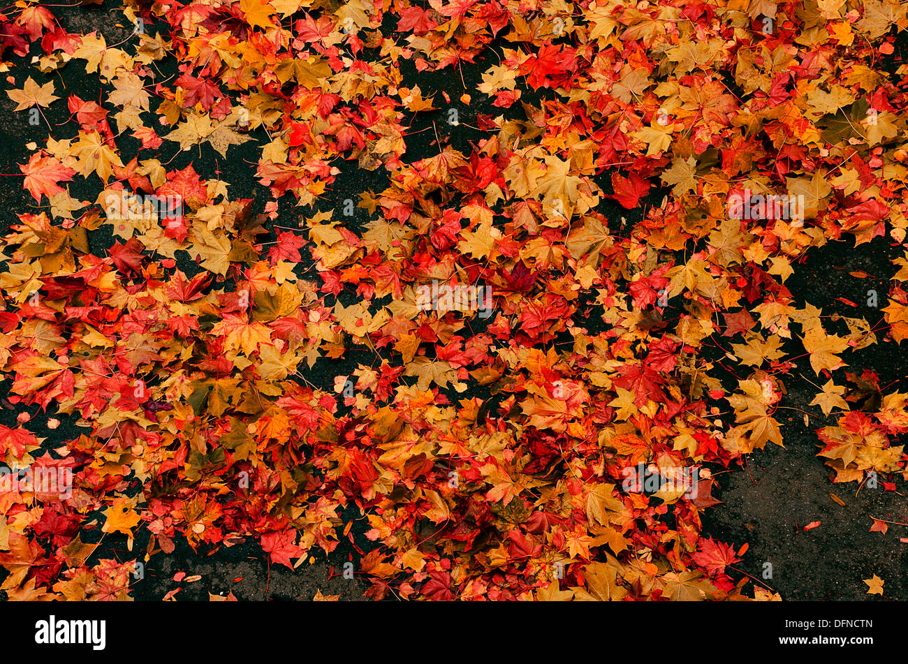 L'automne , théâtre d'été rouge et jaune des feuilles de platane sur fond noir/street Banque D'Images