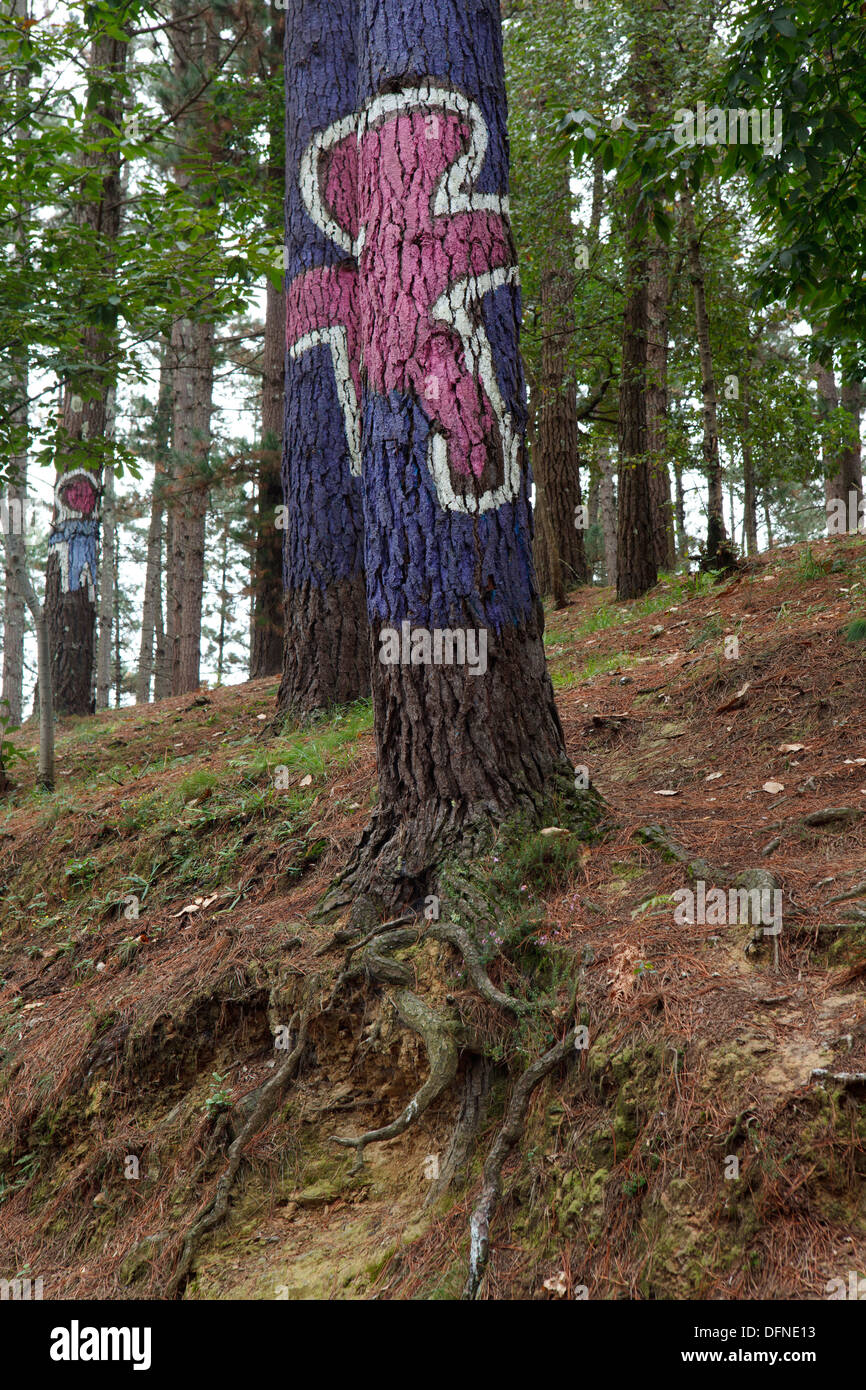 Des troncs d'arbres peints, El Bosque pintado de Oma, El Bosque animado de Oma, parte de este nino y parte del otro da uno mas, un p Banque D'Images