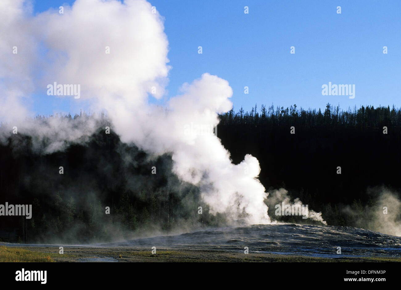 Elk265-1071 le Parc National de Yellowstone, Wyoming, l'éruption du geyser Old Faithful Banque D'Images