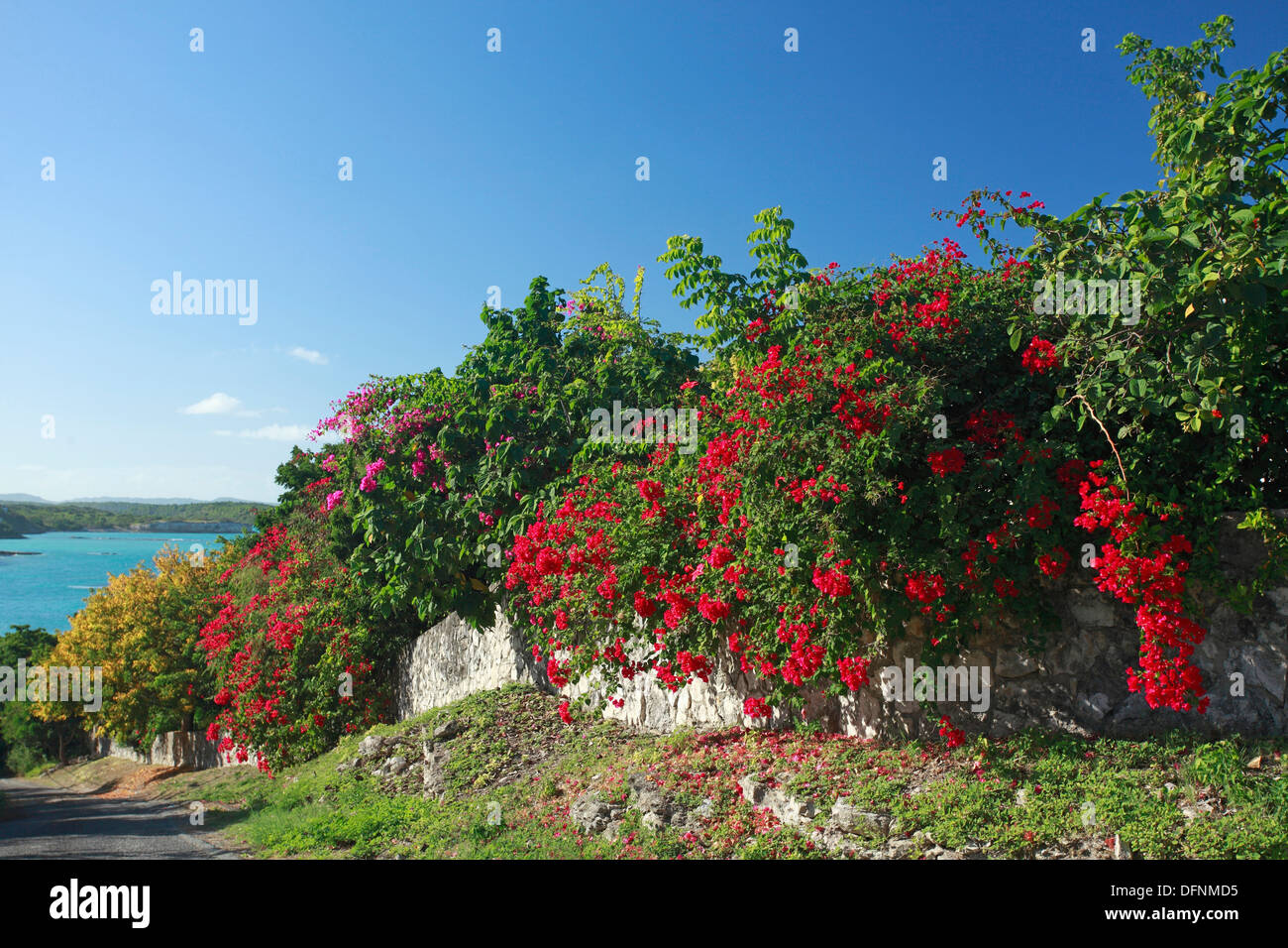 Vue sur la côte atlantique et arbustes fleuris, Antigua, Antilles, Caraïbes, Amérique Centrale, Amérique Latine Banque D'Images