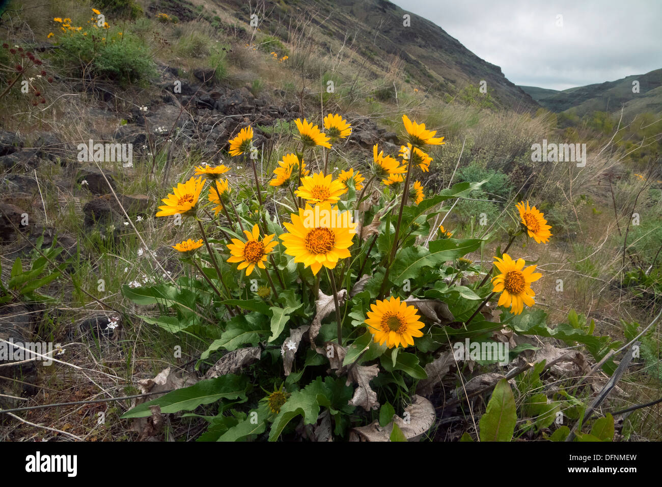 WASHINGTON - deltoïdes fleurissent dans la vallée du ruisseau Umtanum dans la L.T. Murray de la faune Aire de loisirs. Banque D'Images