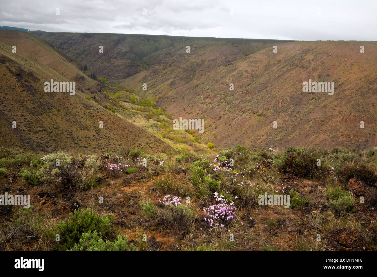 WASHINGTON - Phlox fleurit au-dessus de la vallée du ruisseau Umtanum dans la L.T. Zone de loisirs de la faune Murray Banque D'Images