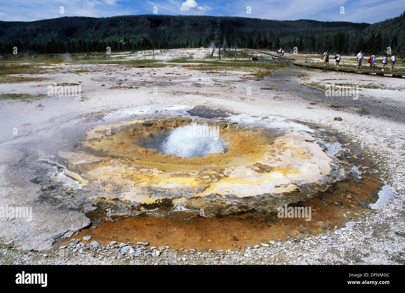 Elk265-1543 le Parc National de Yellowstone, Wyoming, Biscuit Basin, moutarde Printemps Banque D'Images