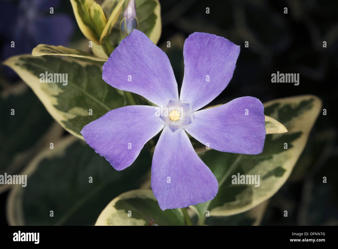 Une plus grande/ Bigleaf/ large // bleu pervenche Fleur, feuilles panachées variété -Vinca major-Famille Apocynaceae Banque D'Images