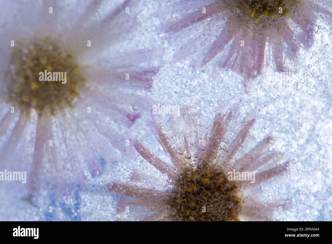 Pantalon - perinneal glacée congelés asters en glace Banque D'Images