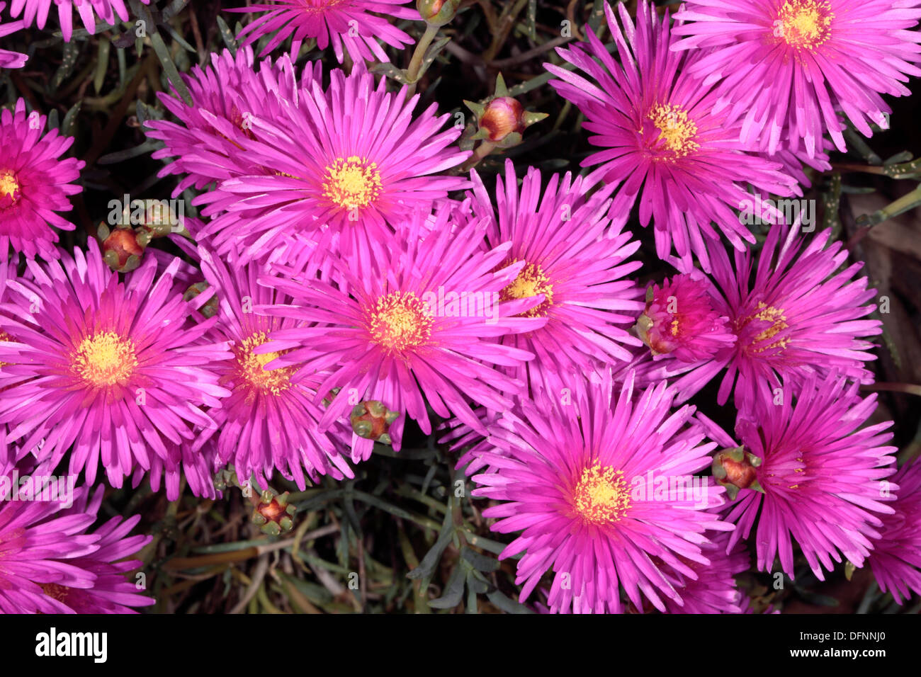 Lampranthus rose ice plant / arrière / Vygie- Lampranthus-Family Aizoaceae Banque D'Images