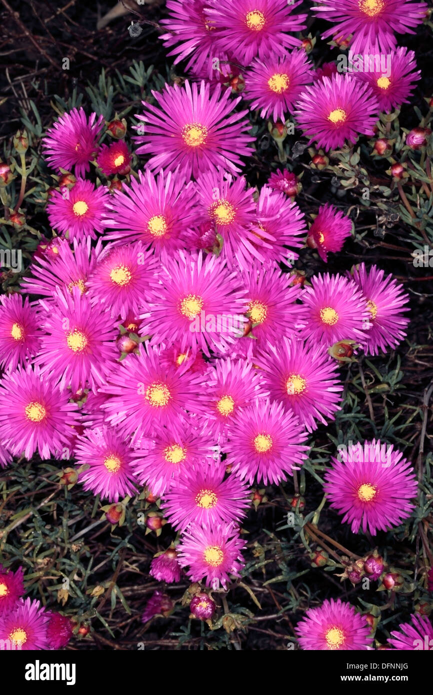 Lampranthus rose ice plant / arrière / Vygie- Lampranthus-Family Aizoaceae Banque D'Images