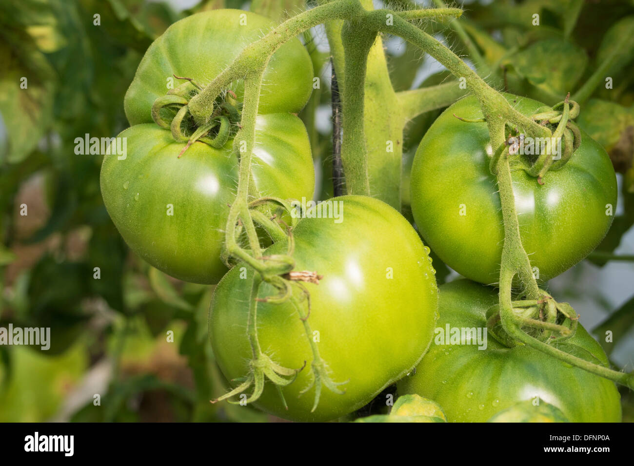 Les tomates vertes sur la pendaison branches végétales Banque D'Images Les tomates vertes sur la pendaison branches végétales Banque D'Images