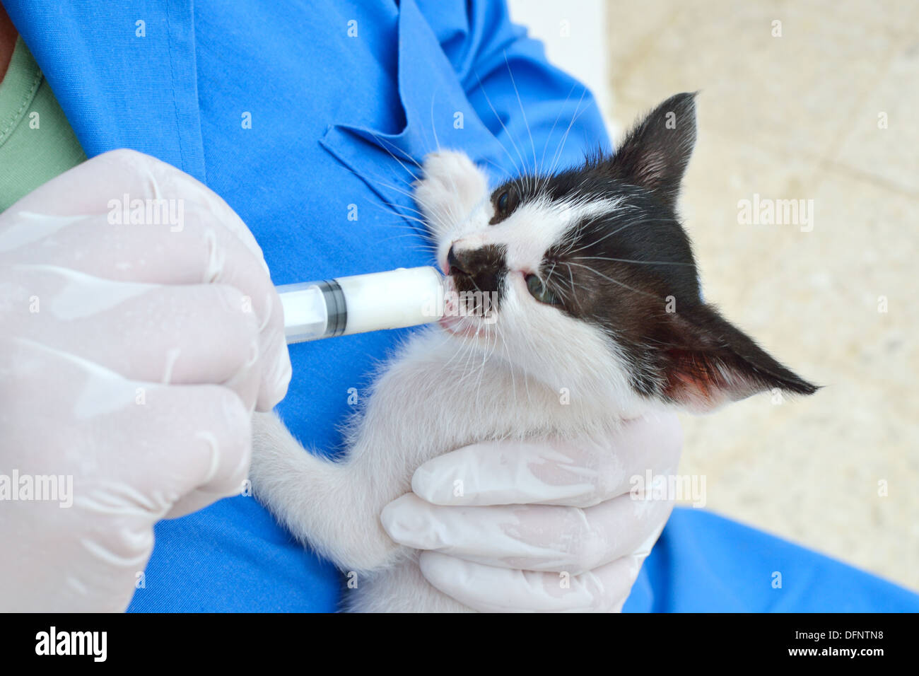 L'alimentation d'un chaton dans un refuge pour animaux sans-abri Banque D'Images