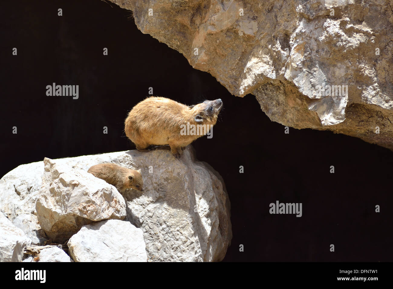République rock hyrax (Procavia capensis) moyennes, de mammifères terrestres qui se trouve partout en Afrique et au Moyen-Orient. Banque D'Images