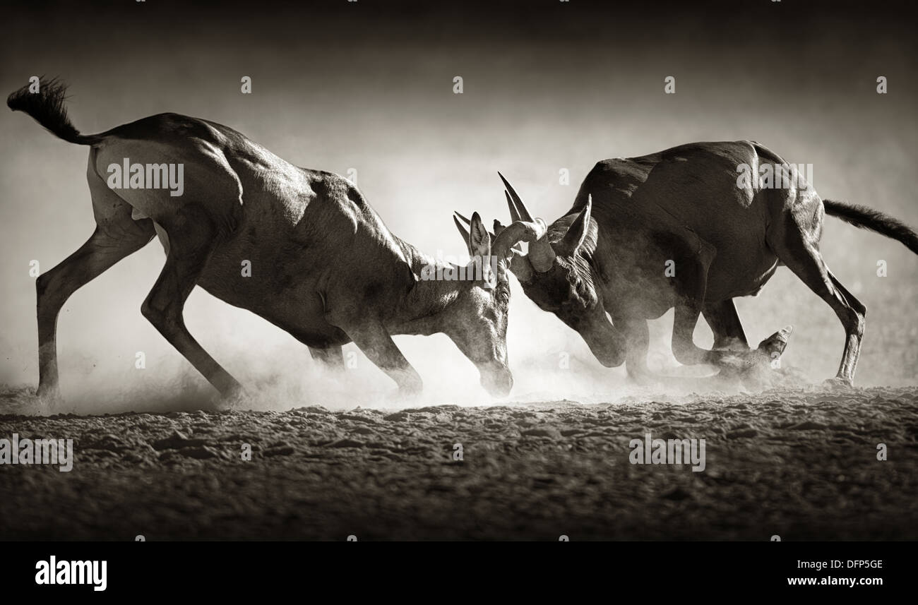 Bubales rouges dans la poussière (double traitement artistique) - Alcelaphus caama - désert du Kalahari - Afrique du Sud Banque D'Images