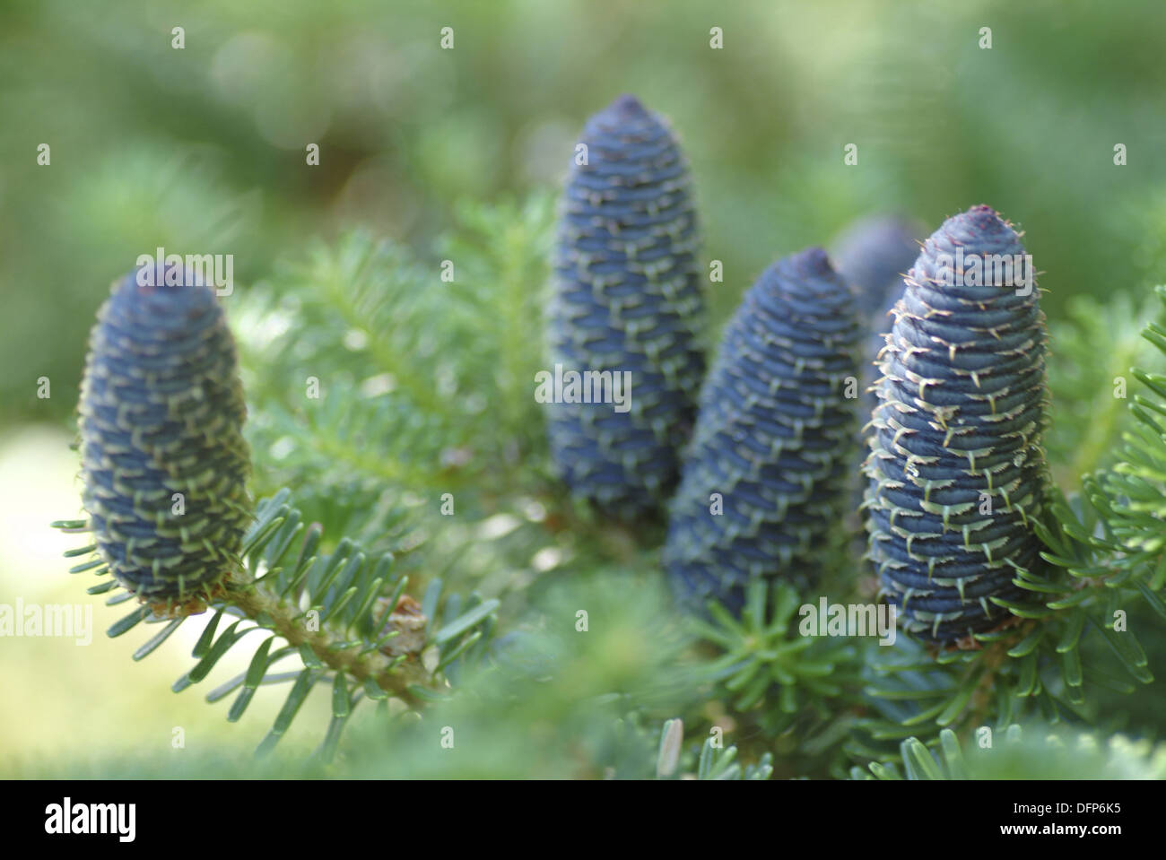 Abies koreana sapin de Corée, Banque D'Images