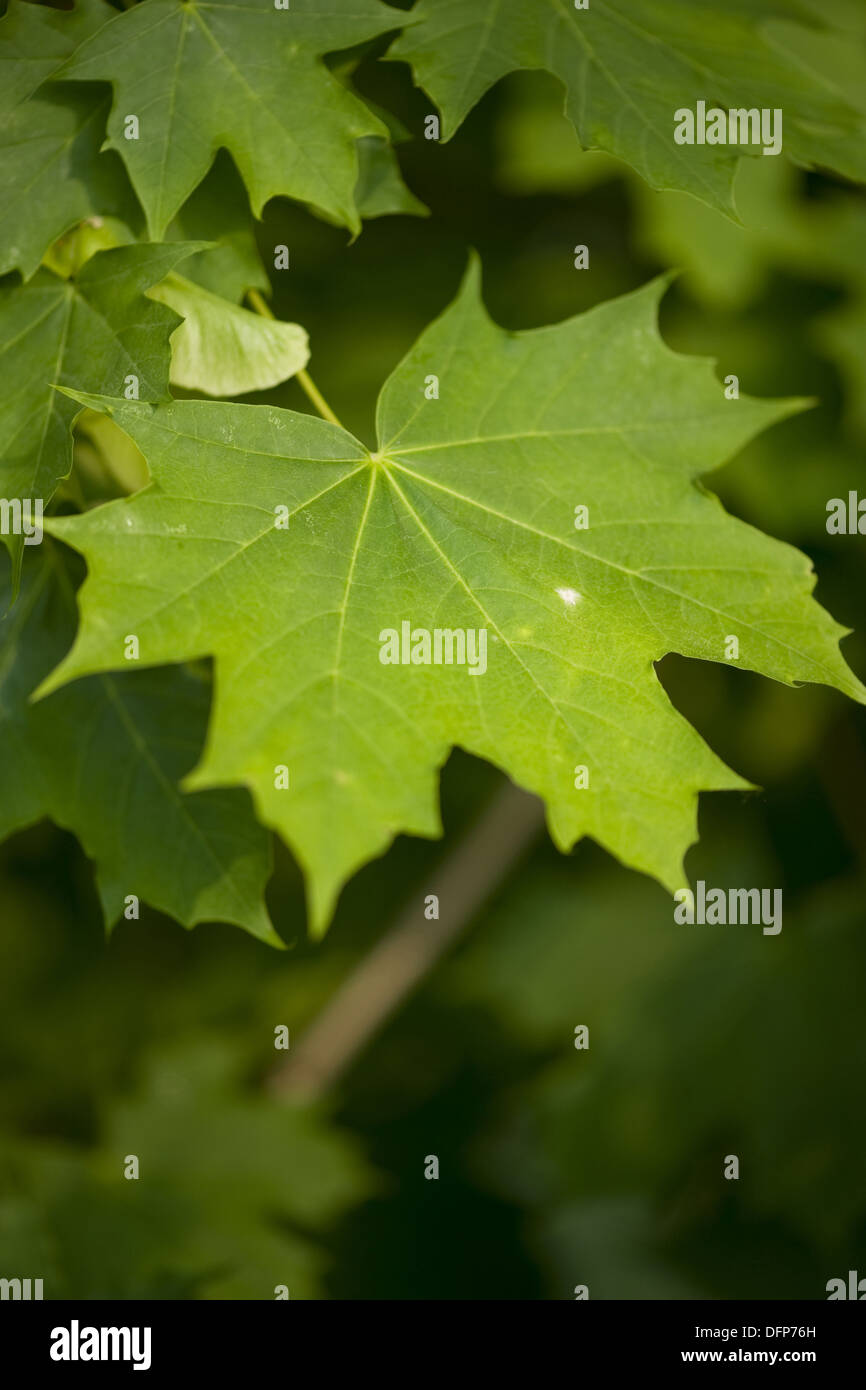 Norway maple, Acer platanoides Banque D'Images