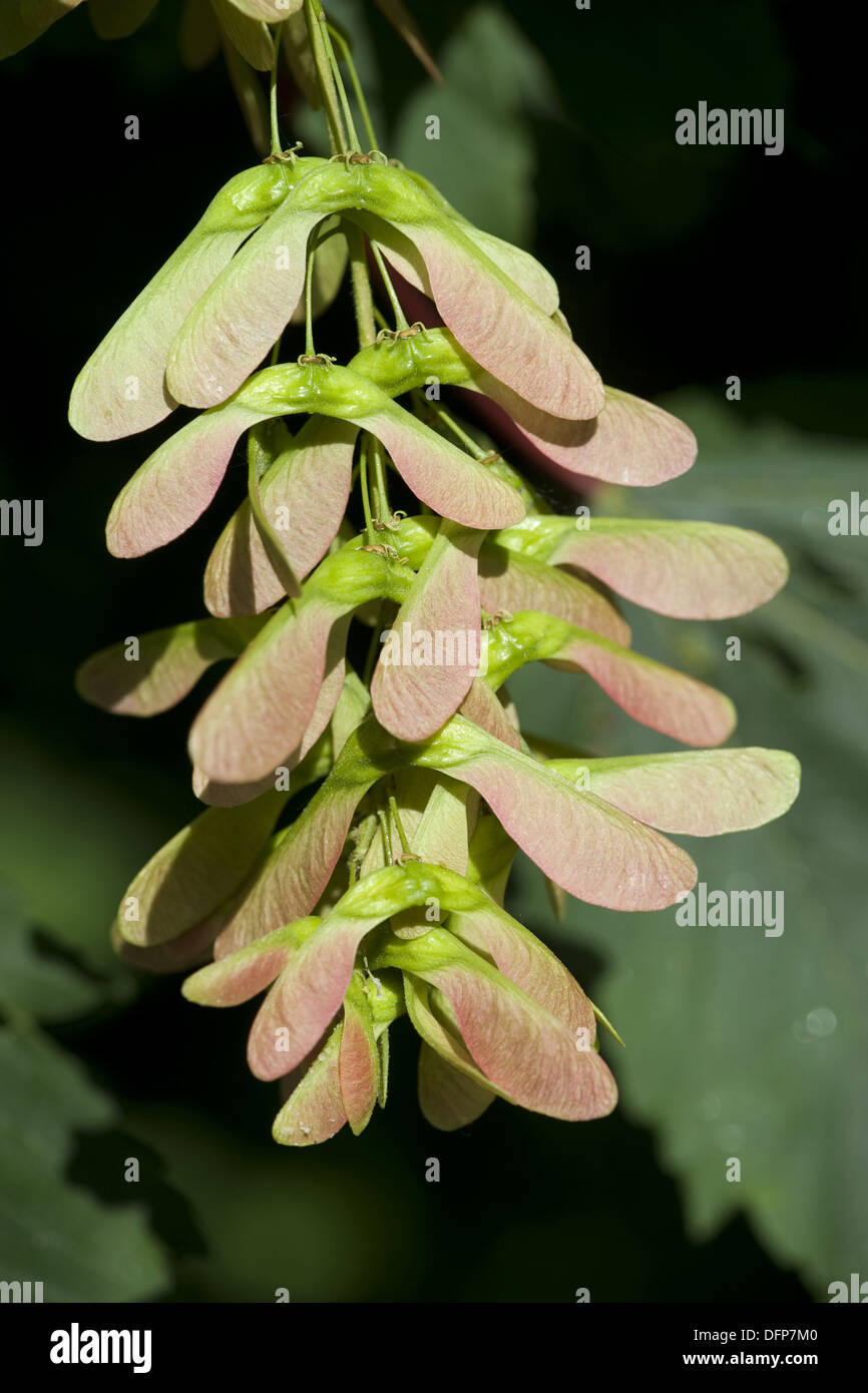 L'érable sycomore, acer pseudoplatanus Banque D'Images