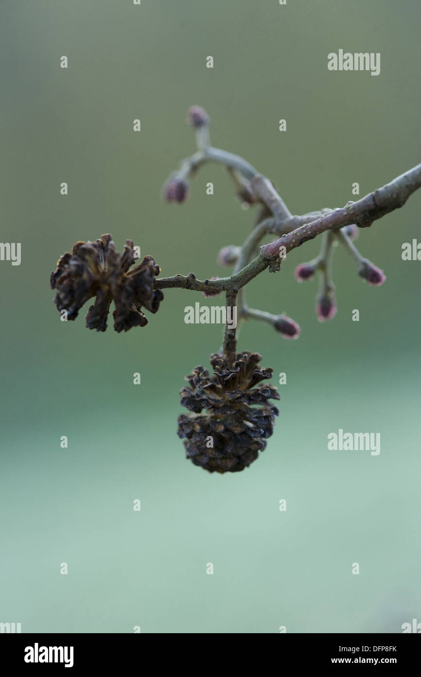 L'aulne glutineux, Alnus glutinosa Banque D'Images