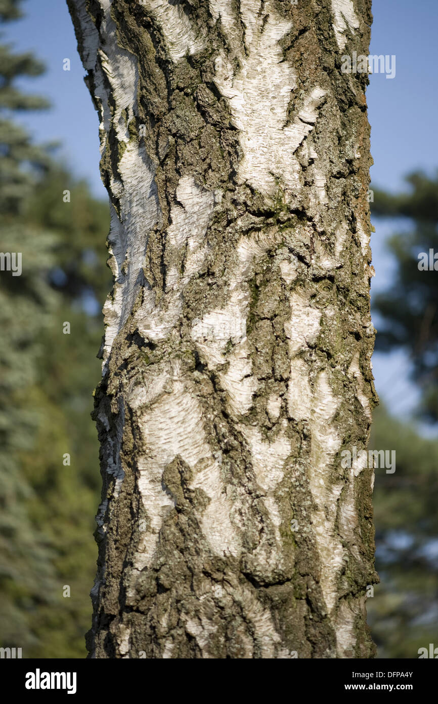 Bouleau pubescent (Betula pubescens Banque D'Images