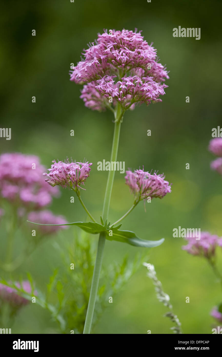 La valériane rouge, centranthus ruber Banque D'Images