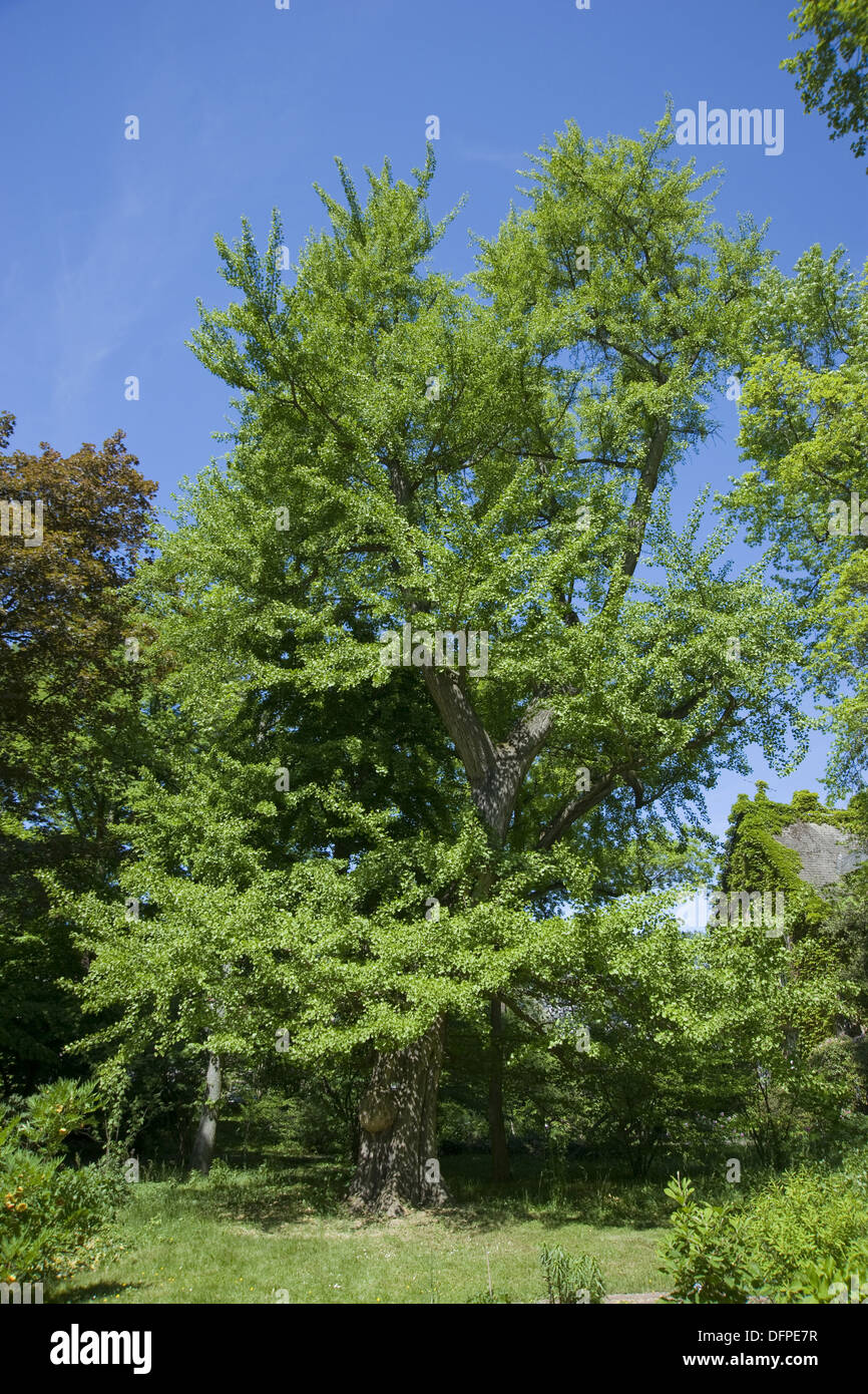 Le ginkgo, Ginkgo biloba Banque D'Images