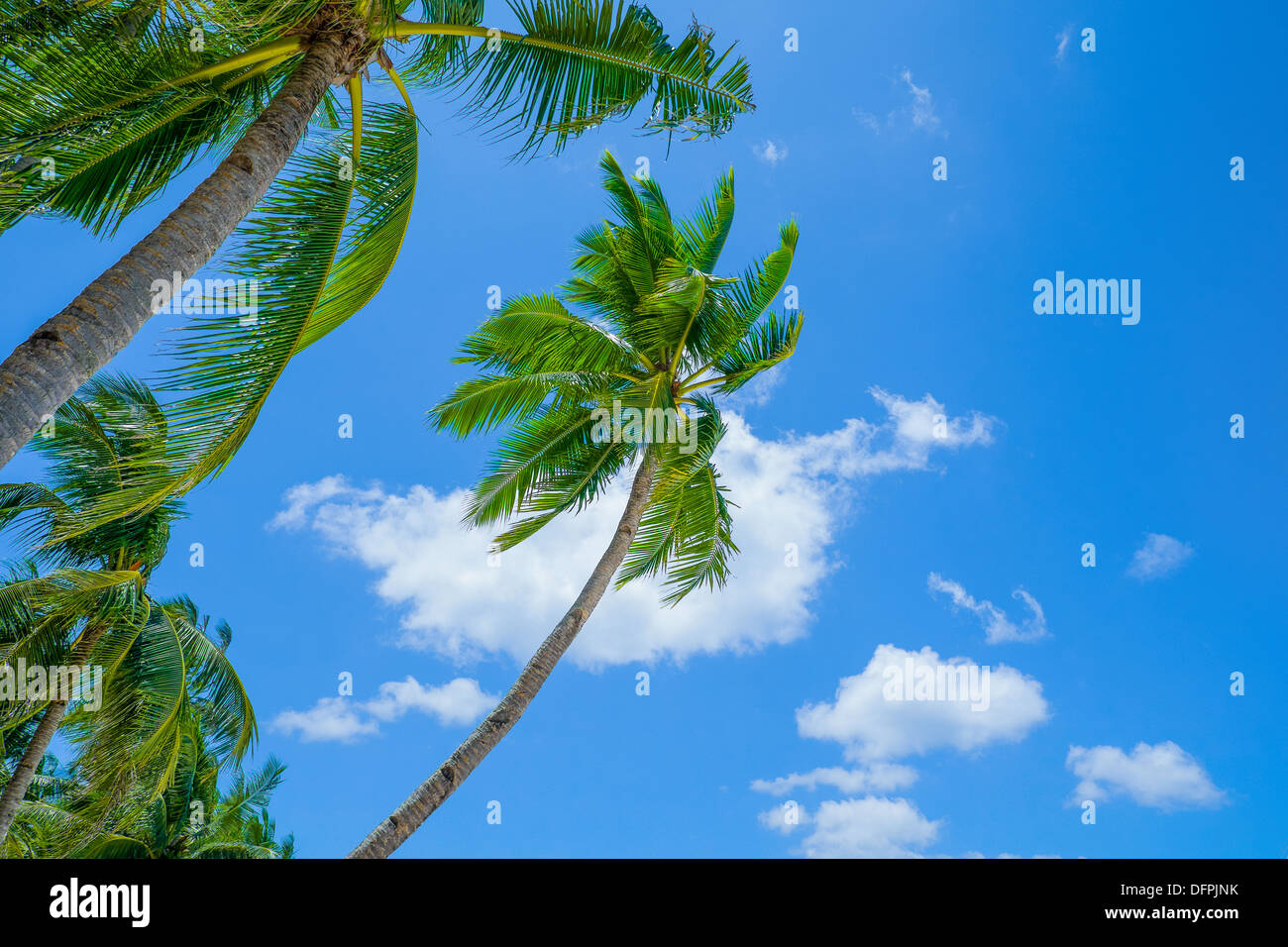 De hauts palmiers on tropical island, Philippines, en Asie du sud-est Banque D'Images