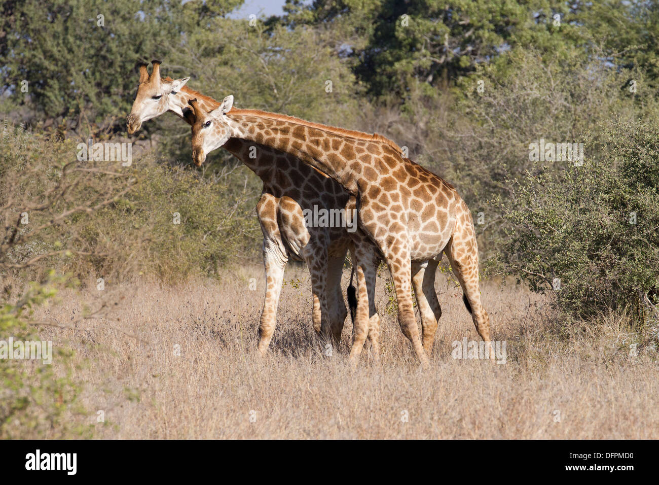 Girafe dans le bushveld, Kruger National Park, Afrique du Sud. Banque D'Images