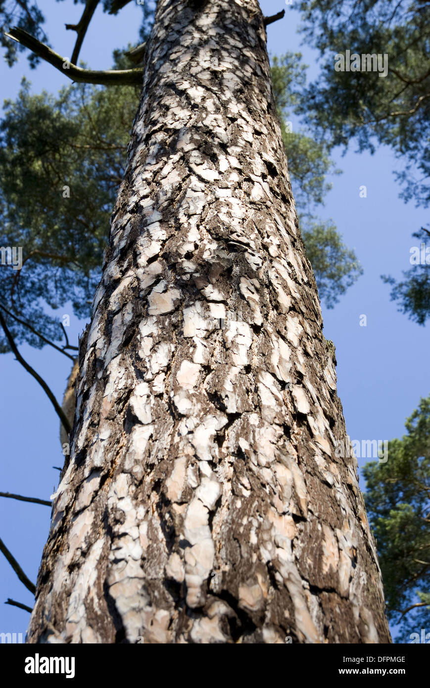Pin sylvestre, Pinus sylvestris Banque D'Images