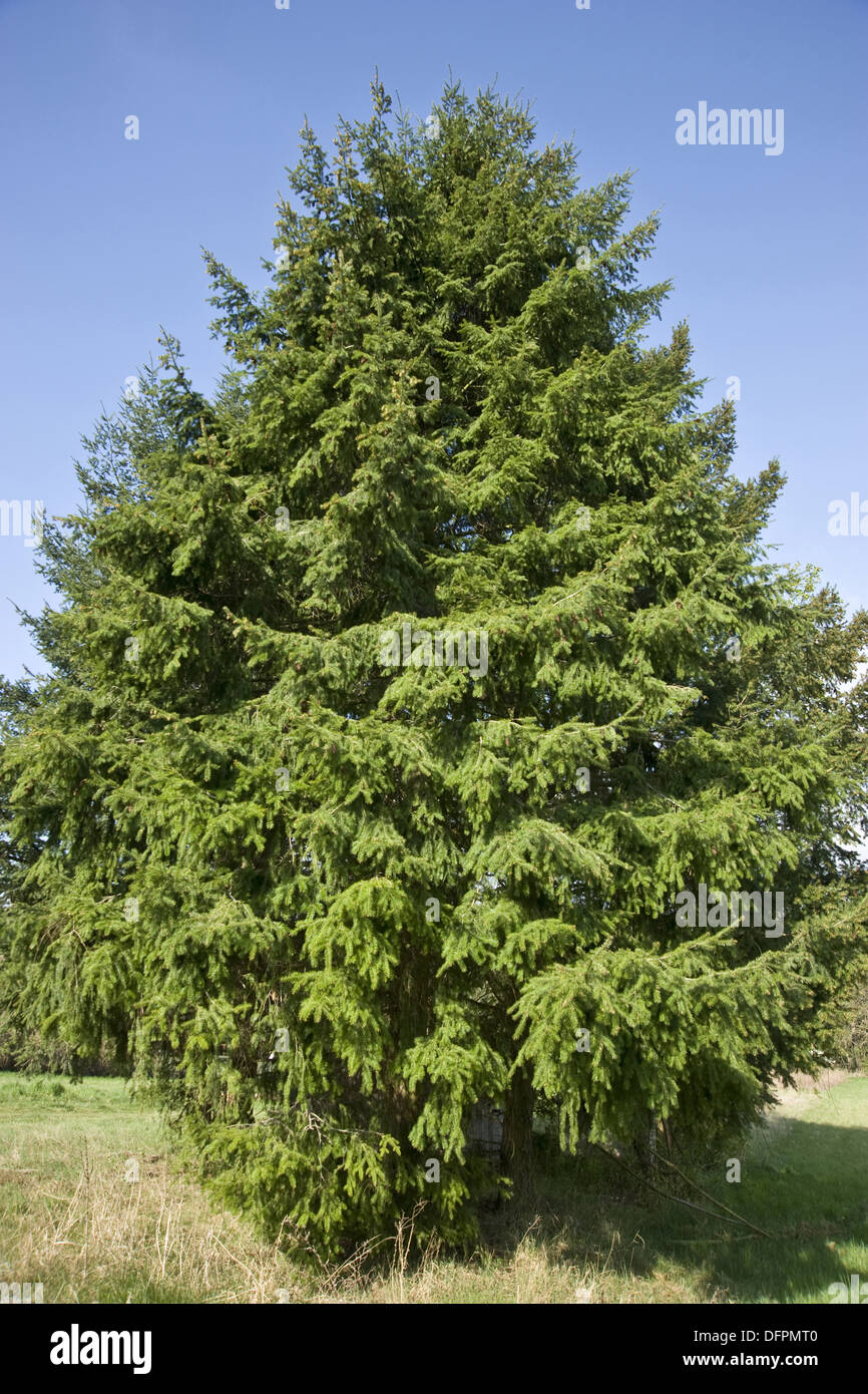 Sapin de douglas (Pseudotsuga menziesii Banque D'Images