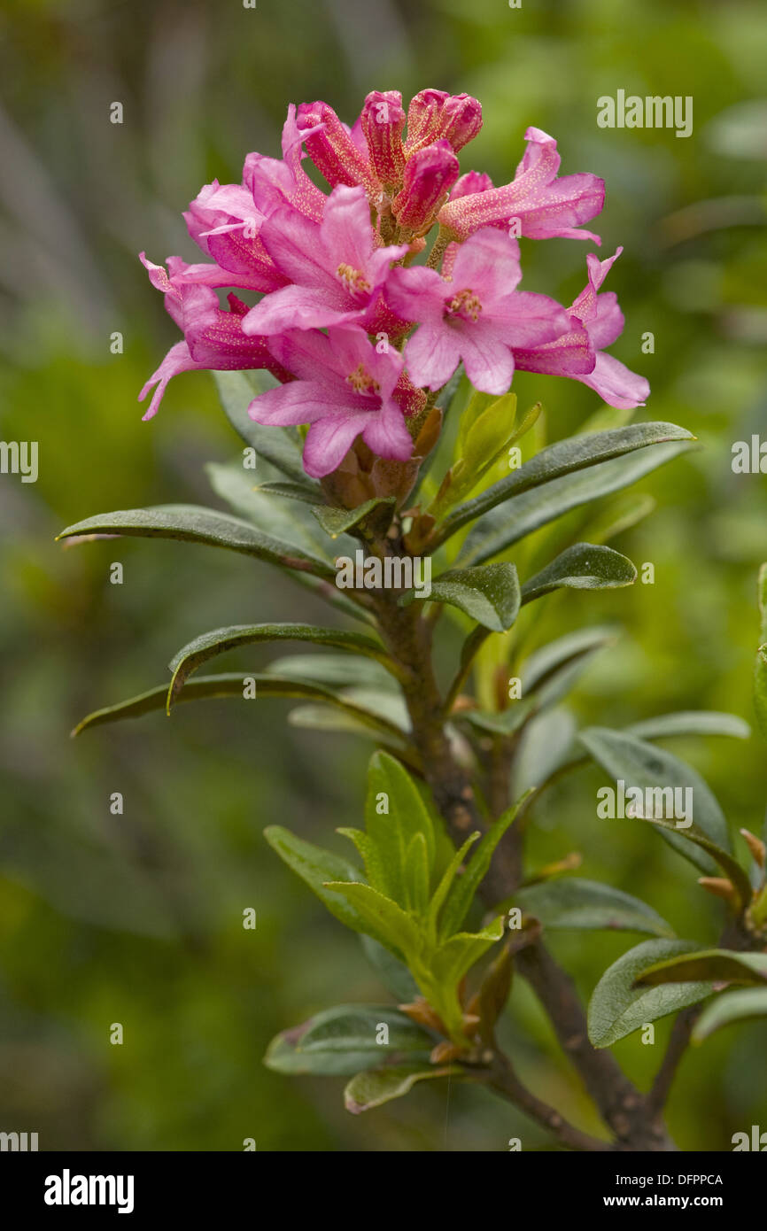Rusty-leaved alpenrose, Rhododendron ferrugineum Banque D'Images