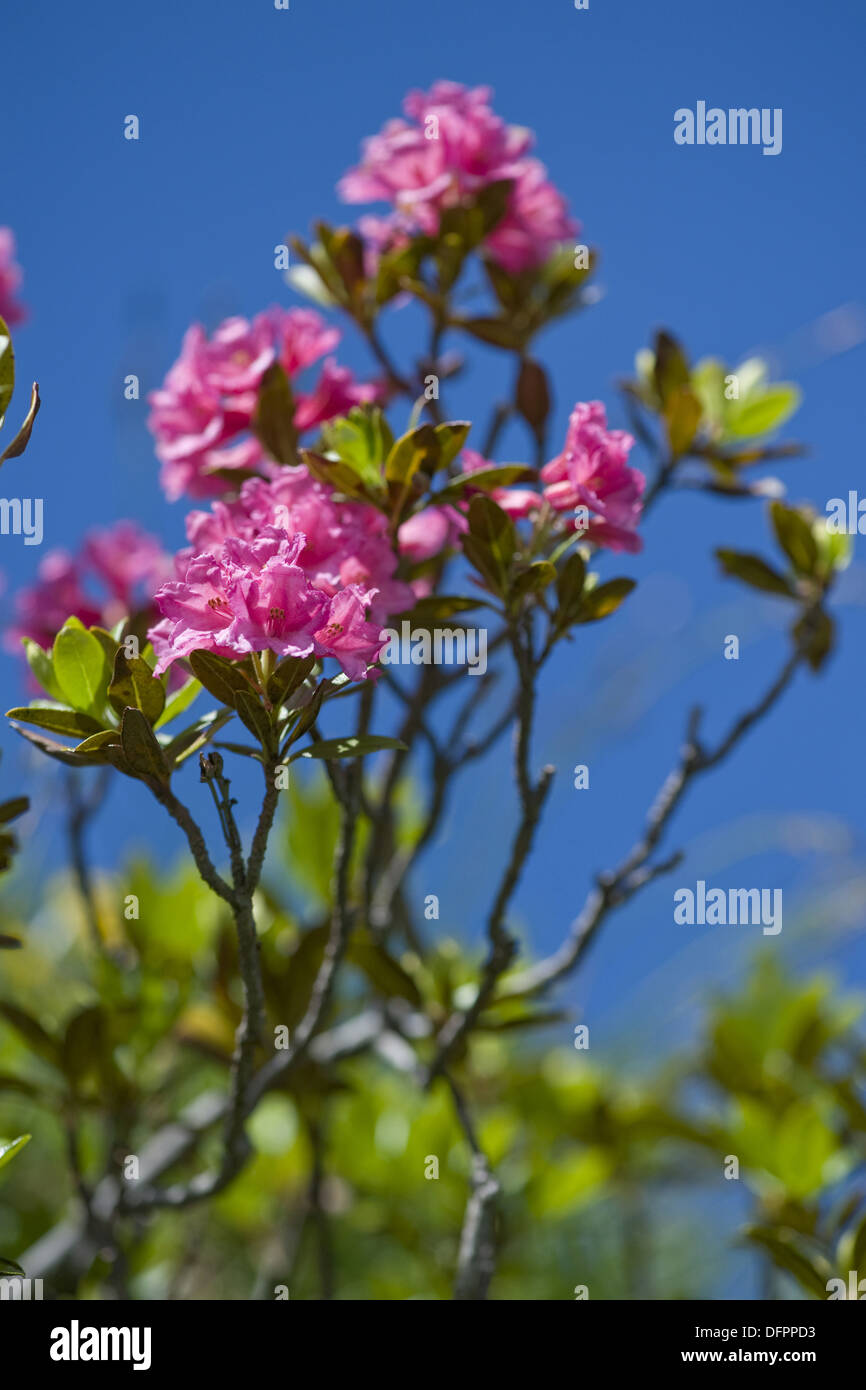 Rusty-leaved alpenrose, Rhododendron ferrugineum Banque D'Images