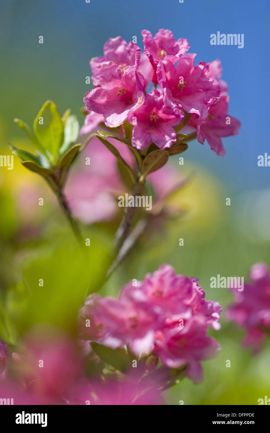 Rusty-leaved alpenrose, Rhododendron ferrugineum Banque D'Images